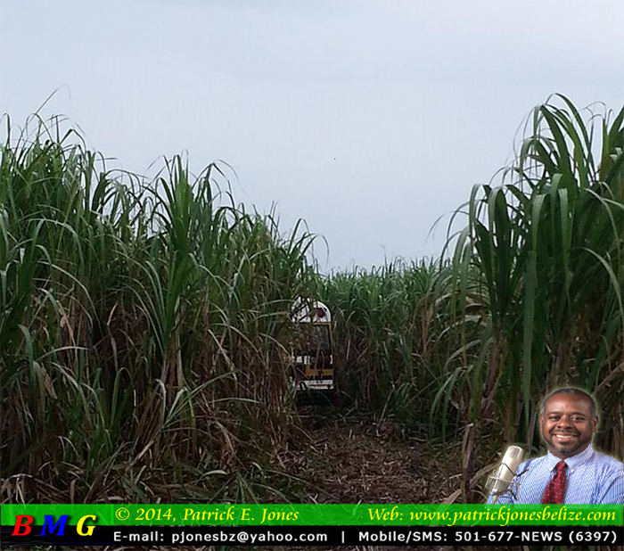 Bus ends up in cane field