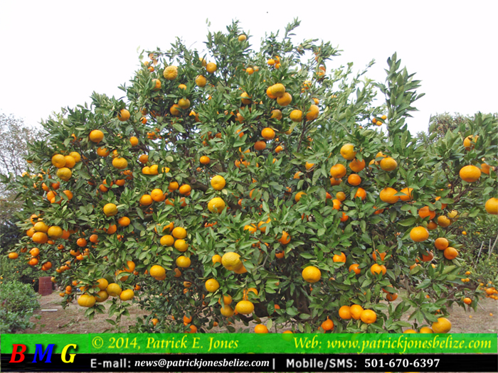 Problems in Belize's Citrus Industry