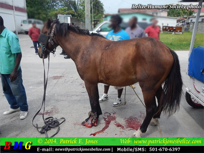 Horse and carriage incident (Courtesy Belize Humane Society)