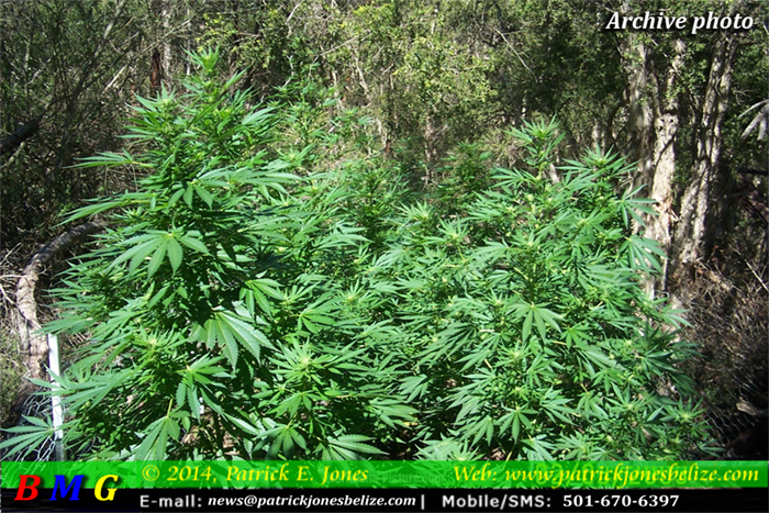 Marijuana plants (Archive photo)