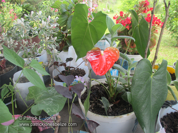 Flowers & Plants (San Marcos village)