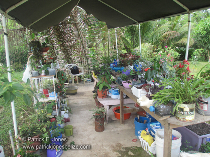 Plants nursery (San Marcos village)