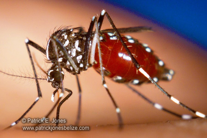 Mosquito borne infection