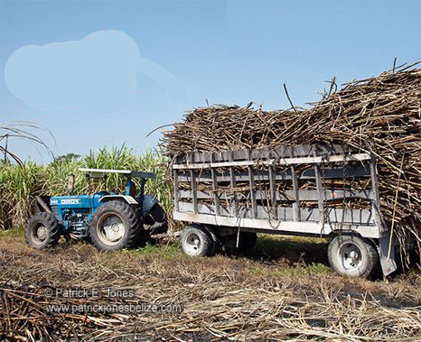 Sugar Cane Harvesting (Orange Walk)