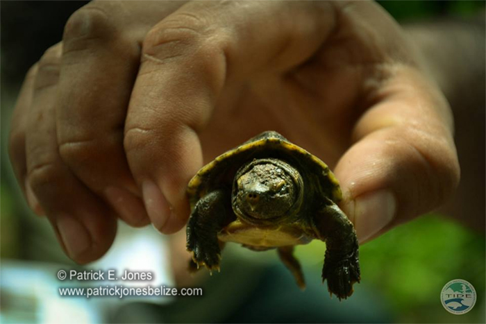 Hicatee hatchling (Courtesy TIDE)