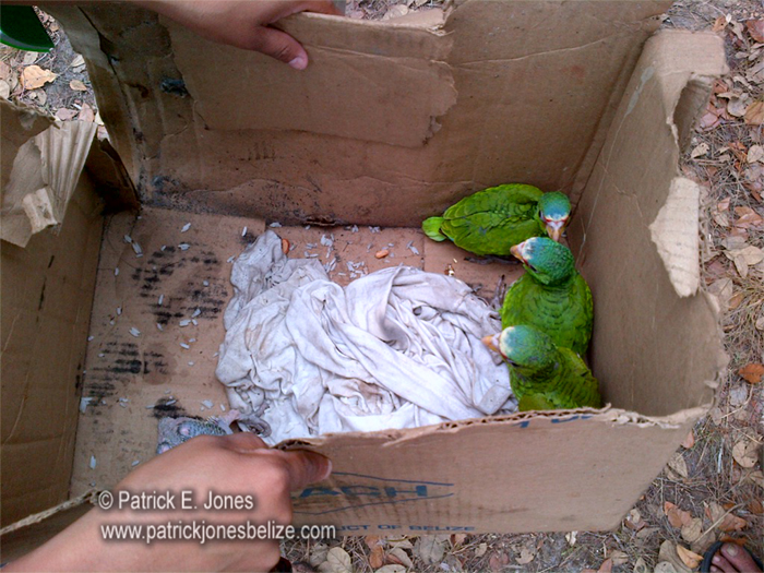 Illegally captured parrots