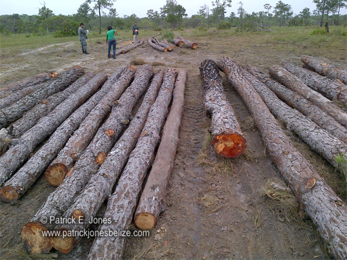 Illegally harvested logs