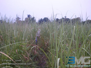 Corozal cane field