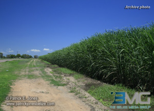Sugar Cane field