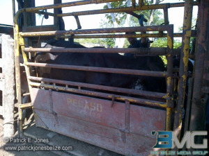 Belize Cattle Sweep