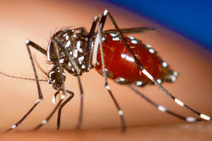 Chikungunya mosquito 