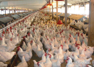 ARCHIVE: Poultry facility