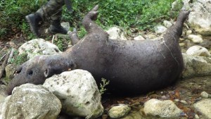 dead tapir