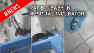 rat in the incubator 01
