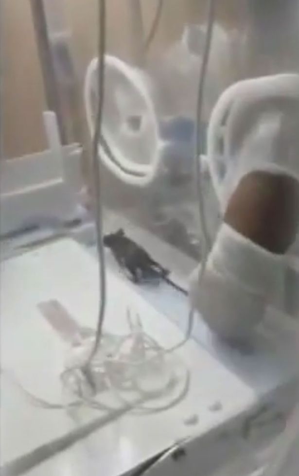 rats at western regional hospital belize central america