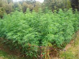 weed plantation