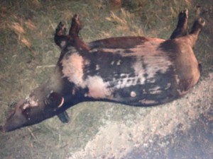 tapir 01